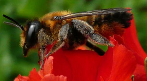 Megachile sp.