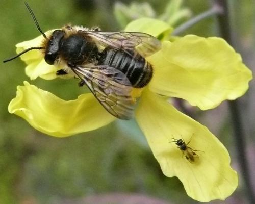 Megachile sp.