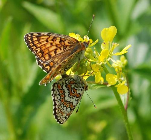 Réf. 44 150 : Melitaea phoebe