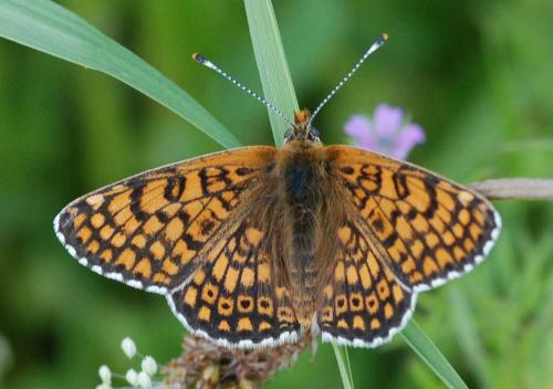 Réf. 44 032 : Melitaea cinxia