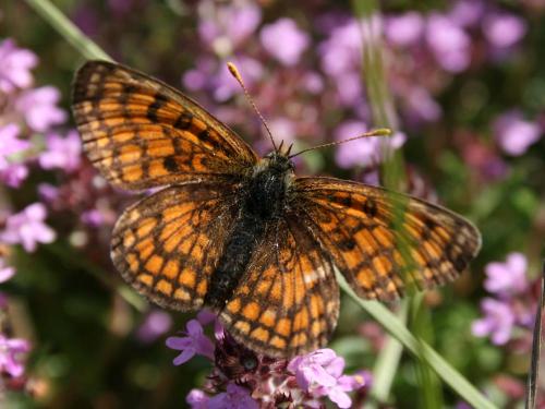 Réf. 44 122 : Melitaea parthenoides