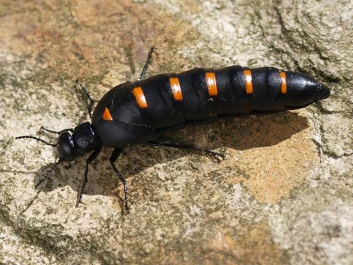 Berberomeloe majalis