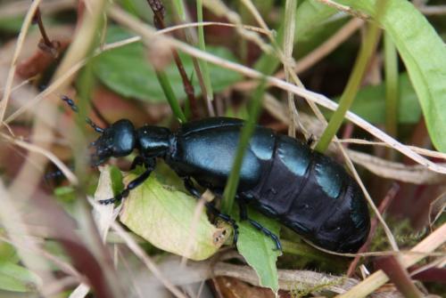 Réf. 44 080 : Meloe violaceus