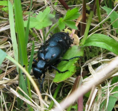 Réf. 44 082 : Meloe violaceus