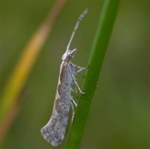 Réf. 44 425 : Plutella xylostella
