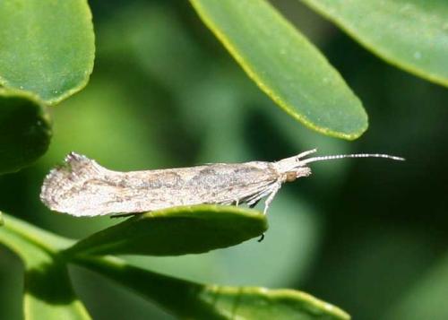 Plutella xylostella