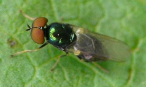 Réf. 44 740 : Microchrysa polita