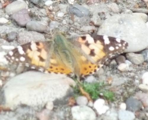 Vanessa cardui