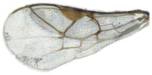 Réf. 44 632 : Tersilochus heterocerus
