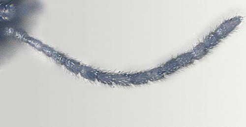 Tersilochus heterocerus