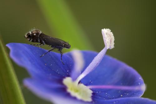 Glyphipterix sp.