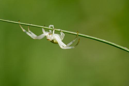 Misumena vatia