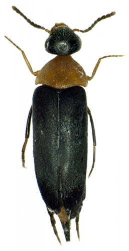 Réf. 44 298 : Mordellochroa abdominalis