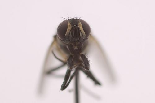 Réf. 44 089 : Musca domestica