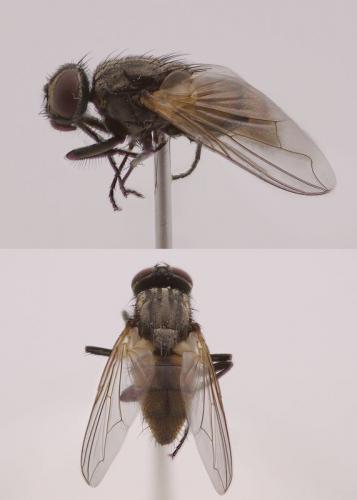 Réf. 44 087 : Musca domestica