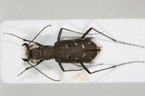 Myriochila melancholica