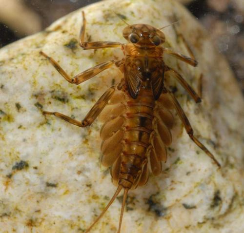 Epeorus assimilis