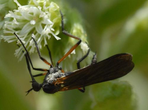 Réf. 44 056 : Empis borealis