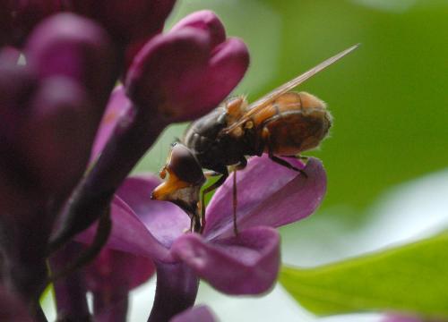 Réf. 44 261 : Rhingia campestris