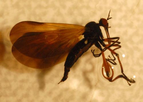 Empis borealis