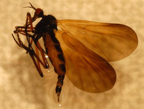 Empis borealis