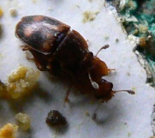 Réf. 44 345 : Epuraea biguttata