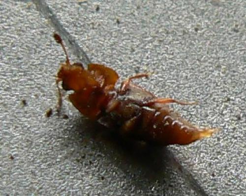 Réf. 44 346 : Epuraea biguttata