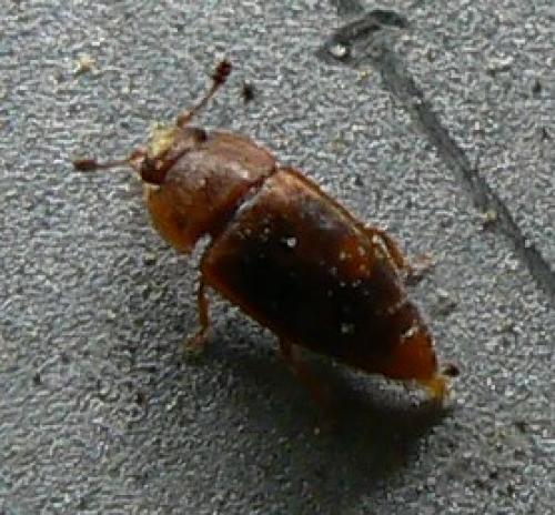 Epuraea biguttata