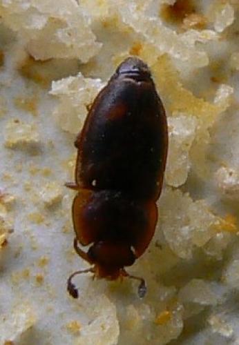 Réf. 44 348 : Epuraea biguttata
