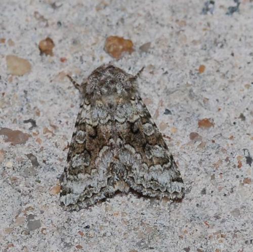 Réf. 44 145 : Hecatera bicolorata
