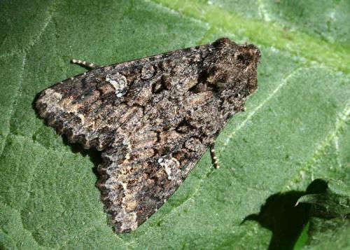 Réf. 44 912 : Mamestra brassicae