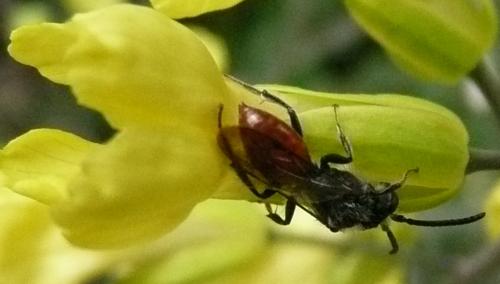 Nomada sp.