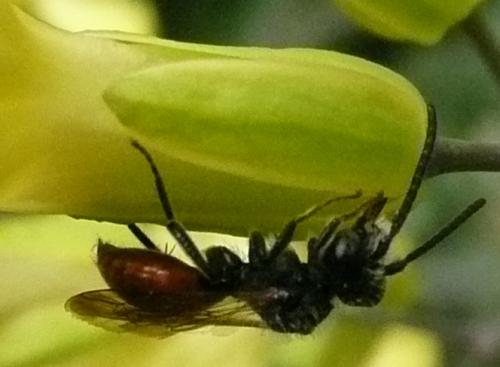 Nomada sp.