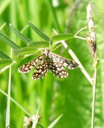 Chiasmia clathrata