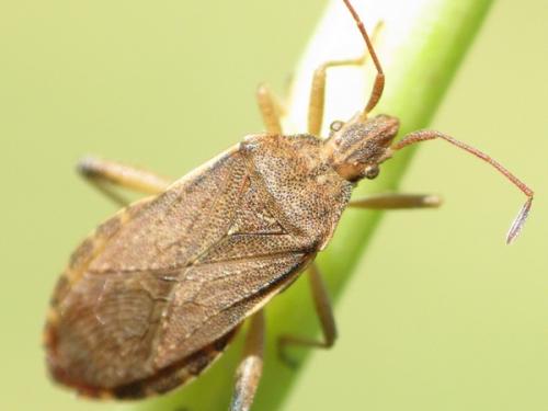 Ceraleptus obtusus