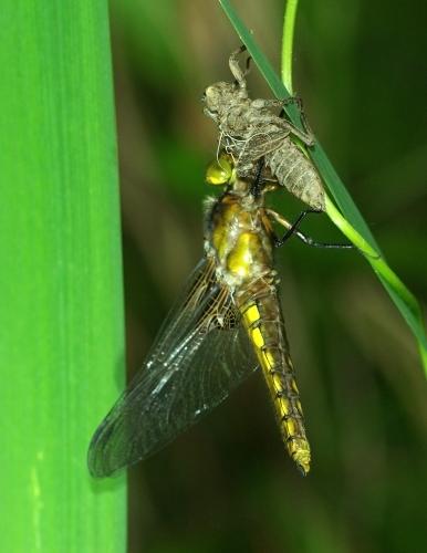 Libellula depressa