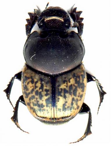 Réf. 44 901 : Onthophagus medius