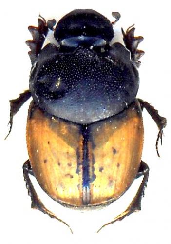 Réf. 44 788 : Onthophagus nuchicornis