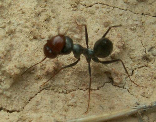 Thorictus sp.