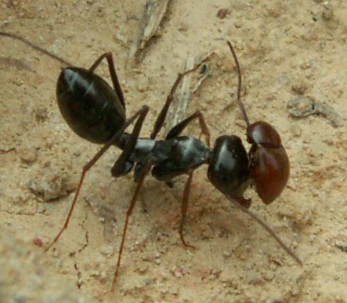 Réf. 44 679 : Thorictus sp.