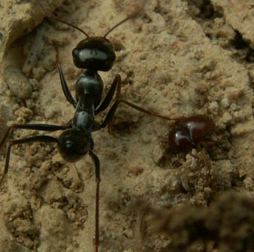 Thorictus sp.