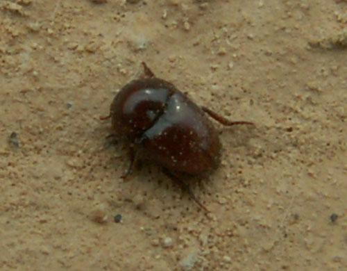 Réf. 44 675 : Thorictus sp.