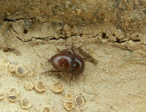 Réf. 44 676 : Thorictus sp.
