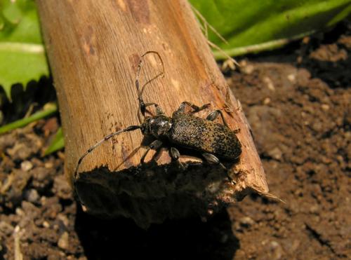 Réf. 44 689 : Oplosia cinerea
