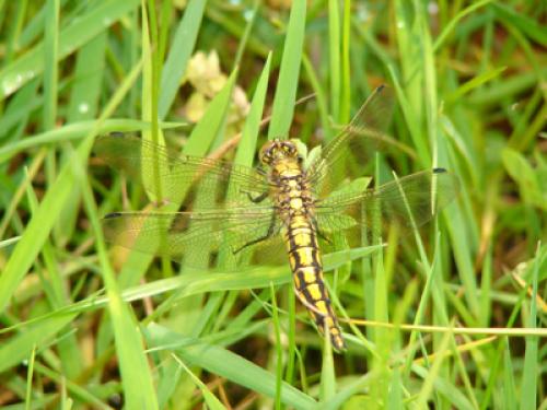 Orthetrum cancellatum