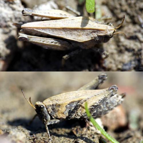 Tetrix sp.