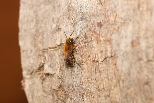 Osmia sp.
