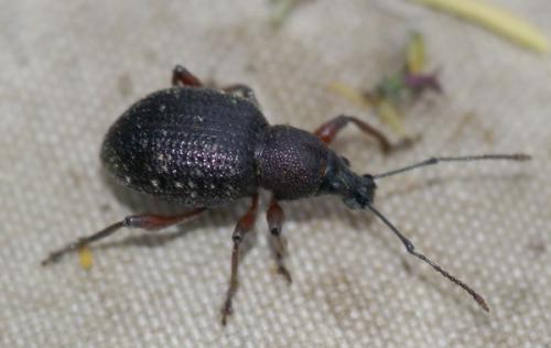 Otiorhynchus auropunctatus