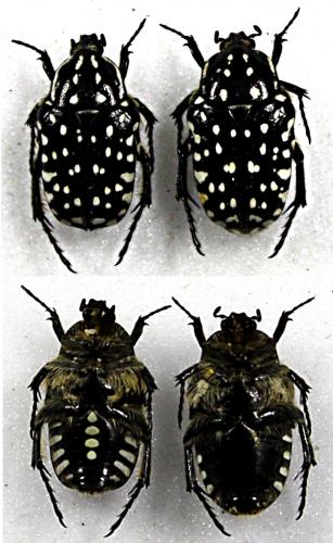 Réf. 44 017 : Oxythyrea pantherina