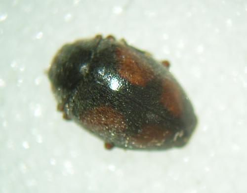Scymnus frontalis